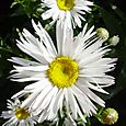 Marguerite