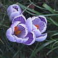 Crocus