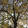 Arbre vert dans le ciel