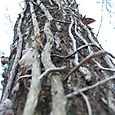 Arbre