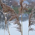 Bord de lac