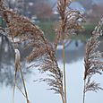 Bord de lac