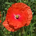 Gentil coquelicot