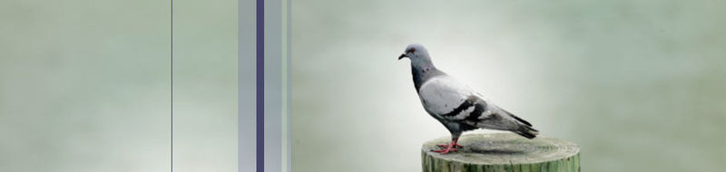 Pigeon